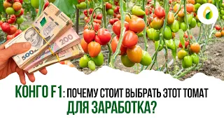 ТОМАТ ДЛЯ #ЗАРАБОТКА 💰💰💰