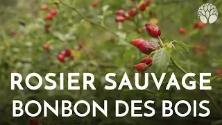 Rosier sauvage, bonbon des bois