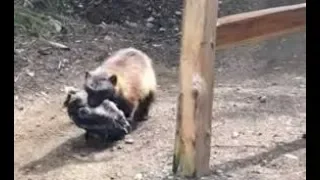 Meanwhile In Alaska | Wolverine Strolls By Biker Carrying A Severed Goat's Head! | WorldStar Videos