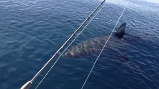 18+ Ft Great White Shark Stalks Boat on video (part 1)