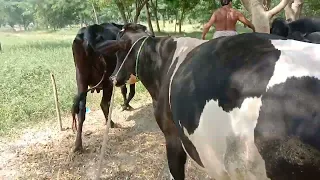 Bull eczema treatment । murraha bull & cow meeting treatment 8January 2022