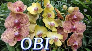 №315/ ОБЗОР СВЕЖИХ орхидей в OBI