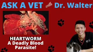 HEARTWORM is a  Deadly Blood Parasite. Dr Walter explains !