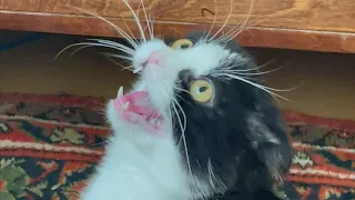 Сломанный кот)) funny cat