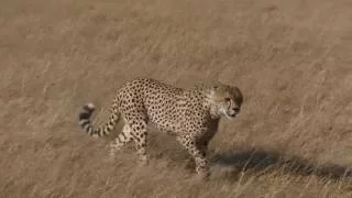 Cheetah Encounter