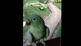 Laughing Parrot