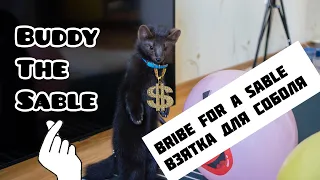 bribe for Buddy the sable Взятка для соболя Бадди!