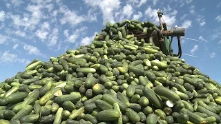 A Big Dill | Texas Pickles
