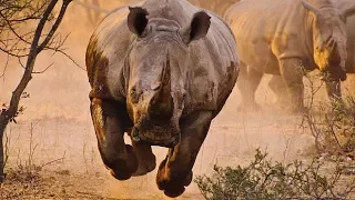 Дикая Африка. Возвращение носорогов. National Geographic.