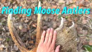 Hunting for Moose Antlers! #shedhunting #hunting #moose