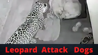 Leopard Attack on Dogs