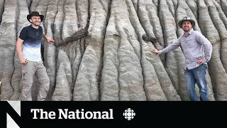 Rare dinosaur skin fossil discovered in Alberta