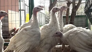 Наш курятник с индюшатами и цыплятами. Небольшой отчет о выращивании Хайбрид Конвертер.