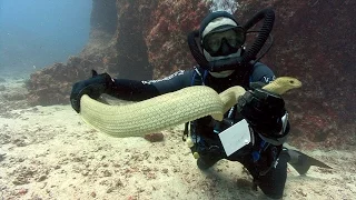 Sea Snakes | JONATHAN BIRD'S BLUE WORLD