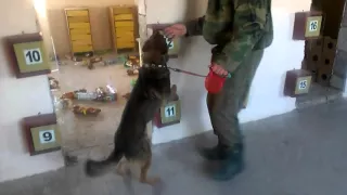 Detection Dog Training VITO K - 9 №34