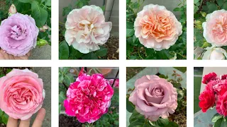 Sunday afternoon in rose garden || 19 rose varieties|| Kordes,Tantau,Meilland,NRIP,Tschanz,delbard