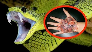 दुनिया के 10 सबसे ज़हरीले और खतरनाक सांप || Top 10 Most Venomous Snakes in the World