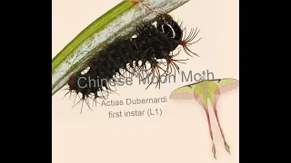 Chinese moon moth Actias Dubernardi first instar (2)