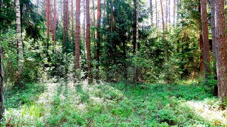 Restoration of the nervous system. The healing singing of forest birds. Healing sounds of nature