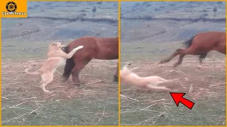 15 Deadly Horse Kicks Made The Dog Dizzy | Wild Animal