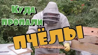 Жесть! Что случилось, где делись пчелы?