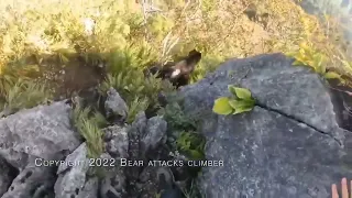 Bear F  ks around and Finds Out, Mountain Climber Fends off Attack