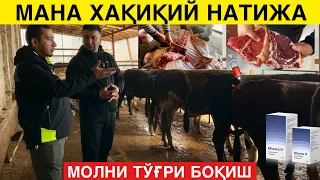 Чиройли Гўшт Қилиш сири нимада? ДОКТОРНИ Молларни Сўйдик Натижа?