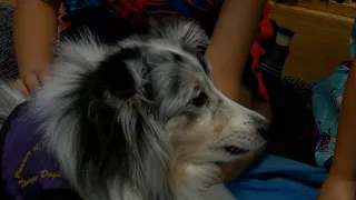 Reading to Therapy Dogs