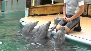 Голоса дельфинов