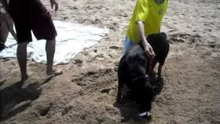 rottweiler wikipedia 1yr old baby attacks  rott gili