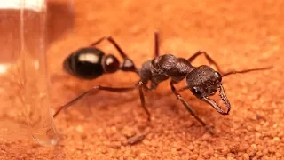 How to Build an Ant Nest | Tubs & Tubes