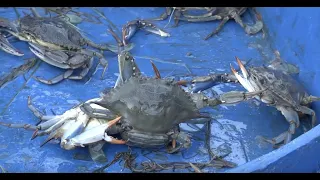 Crabe bleu en Corse: un envahisseur à valoriser dans les assiettes