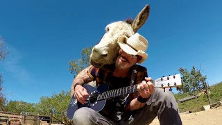 Music For Hazel The Donkey Christopher Ameruoso