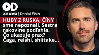 Čaga sibírska, reishi, shiitake - komu a v akej forme huby v mede fungujú? Dan Fiala + recenzie