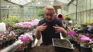 How soon can I pot on cyclamen seedlings Robbie? @stinkyditchnursery750 End of September ‘21