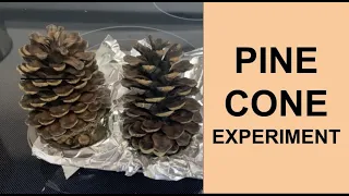 Pine Cone Science Experiment (Put it in water and it will open)