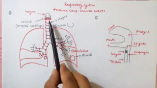 RESPIRATORY SYSTEM - HUMAN BIOLOGY | Respiratory System Anatomy And Physiology in Hindi