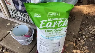 All About Diatomaceous Earth and Your Backyard Chickens