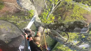 (RAW) COMPROMISED sweet-gum threatening marsh