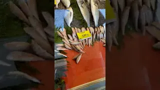جولة في تركيا لشراء سمك السردين 🐋🐋🐟🐟🐟🐟