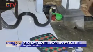 Ular King Kobra Berukuran 3,5 Meter Masuk Rumah Warga di Trenggalek #BuletiniNewsPagi 29/12