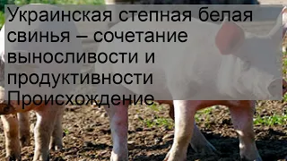 Украинская степная белая свинья – сочетание выносливости и продуктивности
        Происхождение