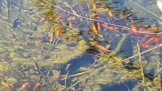 10.04.2022 - Goldfisch & Koiteich wieder klares Wasser und Fische leben