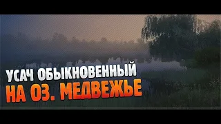 Усач обыкновенный • Оз Медвежье • Русская рыбалка 4