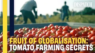 Red Gold: The Secret History Of The Tomato Industry | Full Food Corruption Investigation Documentary