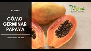 Aprende CÓMO germinar PAPAYA - TvAgro por Juan Gonzalo Angel