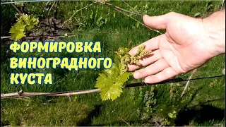 Формировка взрослого и молодого виноградных кустов.