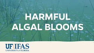 Harmful Algal Blooms