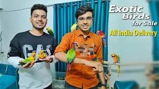 Exotic Species Birds at Cheapest Price | Hame Tamed Birds for Sale