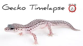 Leopard Gecko Timelapse